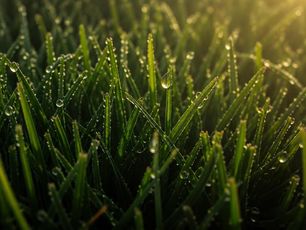 Macro close-up of thick healthy green turf grass blades covered in morning dew